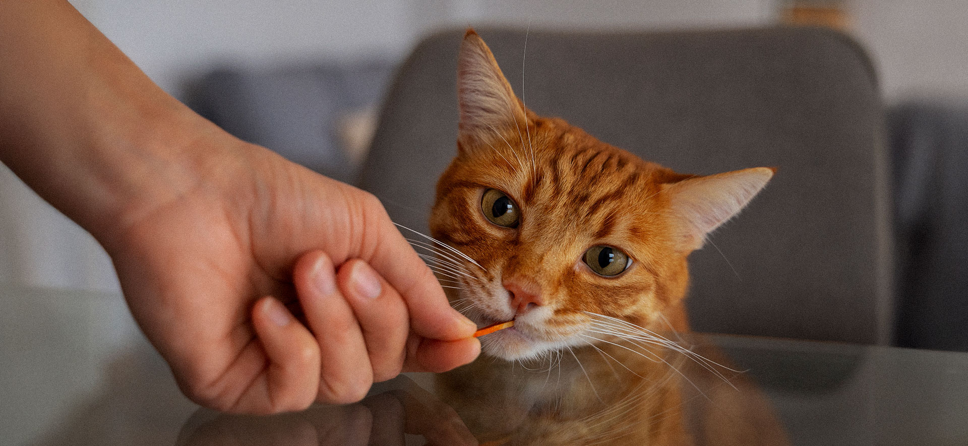 Alimentos de Navidad que enferman a los gatos